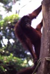 Orangutan at Sepilok Rehabilitation Centre

Trip: Brunei to Bangkok
Entry: Trying to reach Sepilok
Date Taken: 23 Nov/03
Country: Malaysia
Taken By: Laura
Viewed: 1841 times
Rated: 8.5/10 by 2 people